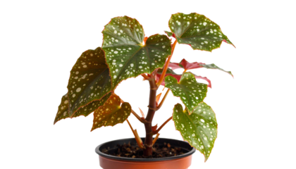 Begonia maculata with spotted leaves growing in pot with transparent background