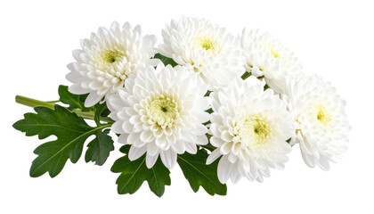 Fototapeta premium Branch of white chrysanthemum flowers with green leaves isolated on transparent background