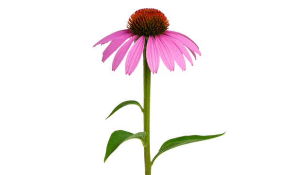 Purple coneflower blooming with transparent background