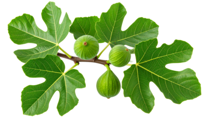 Fig tree twig with green figs and broad leaves isolated on white background with transparency