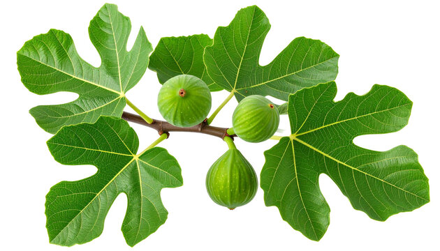Fig tree twig with green figs and broad leaves isolated on white background with transparency
