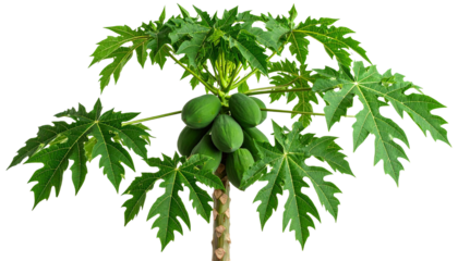 Papaya tree branch with green fruits and large lobed leaves, close up on transparent background