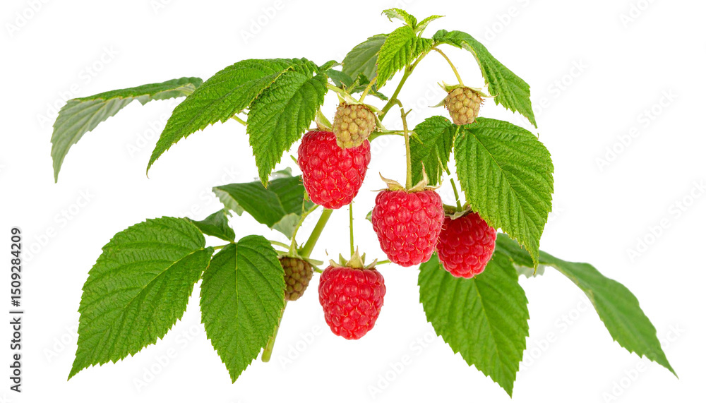 Poster raspberry cane with red fruits and green leaves isolated on white background with clipping path