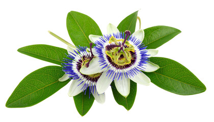 Passionflower Vine Twig with Exotic Blossoms Blooming on Transparent Background