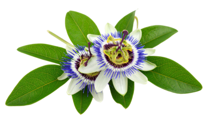 Passionflower Vine Twig with Exotic Blossoms Blooming on Transparent Background