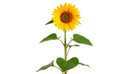 Obraz premium Sunflower with yellow flower head and green leaves isolated on transparent background