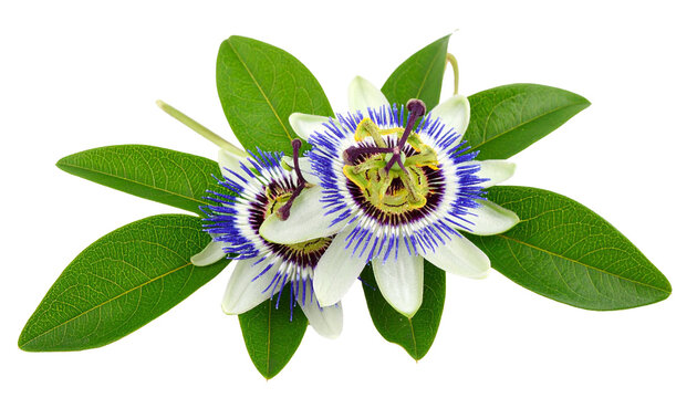 Passionflower Vine Twig with Exotic Blossoms Blooming on Transparent Background
