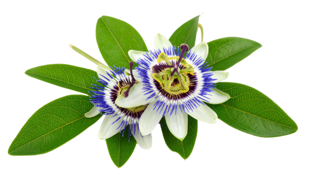 Passionflower Vine Twig with Exotic Blossoms Blooming on Transparent Background