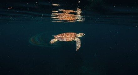 Graceful sea turtle glides through the depths of ocean, a tranquil underwater world