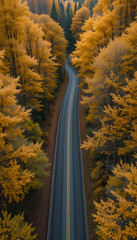 autumn in the forest
