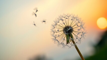Obraz premium Dandelion seeds floating away at sunset