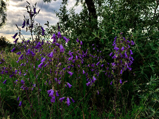 Obraz premium Beautiful purple bell-shaped flowers blooming among dense green grass on a warm spring day. The vibrant blossoms stand out against the lush greenery, with soft sunlight and a clear blue sky in the bac