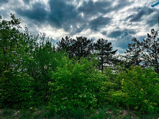 Scenic view of a lush green forest under a clear blue sky. Dense foliage, tall trees, and vibrant greenery create a peaceful natural landscape. Ideal image representing nature, wilderness, and tranqui