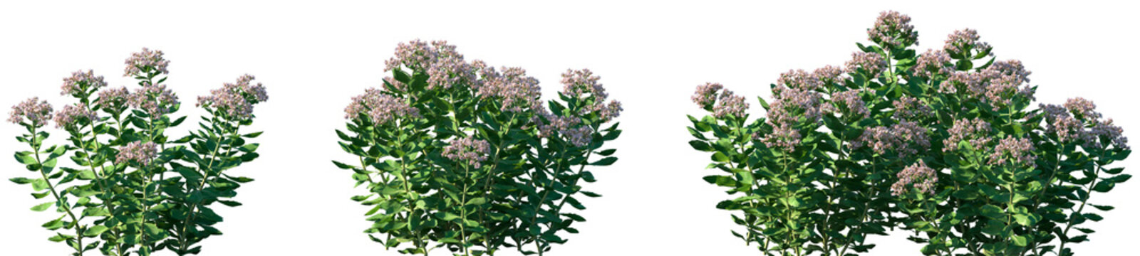 Set of Hylotelephium erythrostictum (commonly known as garden stonecrop) frontal isolated png on a transparent background perfectly cutout high resolution