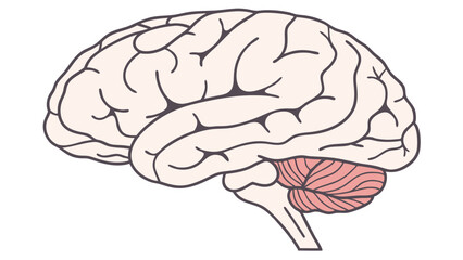 Anatomical depiction of a human brain showcasing the cerebrum and cerebellum from a side perspective