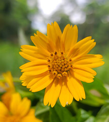 Obraz premium close up flowers