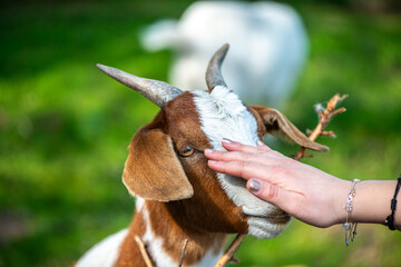 Grazing Goat with Affectionate Human Interaction
