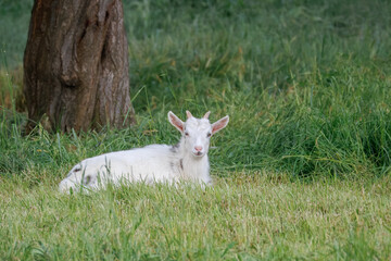 A goat kid rests on a grassy field and looks at the camera on a bright spring day.