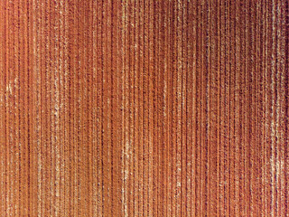 Plowed land, prepared for planting