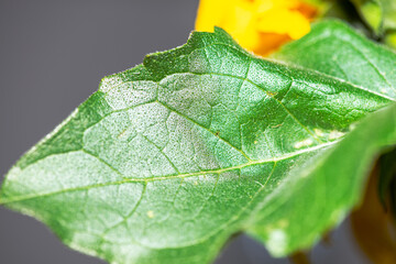 Macro View of a Sunflower with Detailed Structures