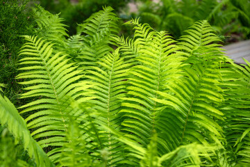 Close-up of vibrant green fern foliage illuminated by sunshine, showcasing detailed patterns and textures in a fresh and lively forest atmosphere.
