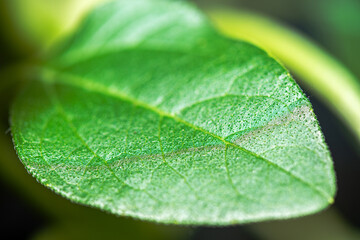 Macro View of a Sunflower with Detailed Structures