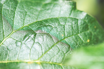 Macro View of a Sunflower with Detailed Structures