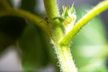 Macro View of a Sunflower with Detailed Structures