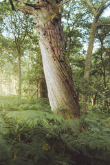 Fototapeta premium tree in the woods