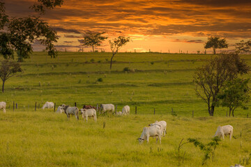 Herd of oxen on pasture in Brazil in sunset © Murilo