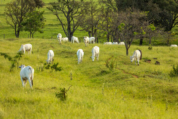 Fototapeta premium Herd of oxen on pasture in Brazil