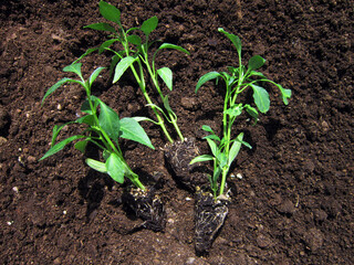       Seedlings with strong roots side by side                         