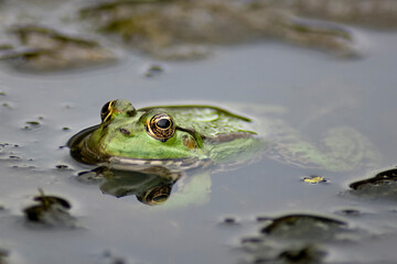 The Marsh Frog (Pelophylax ridibundus).