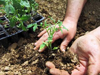                 Human hands planting tomato sprouts in a field.                                             