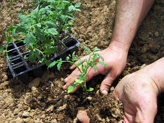    Human hands planting tomato sprouts in a field.                            