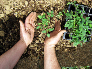    Human hands planting tomato sprouts in a field.                            