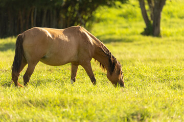 Fototapeta premium Pregnant mare grazing at sunset