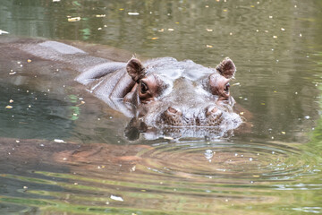 Hippopotamus sunk in the water peeks out its eyes looking at the camera
