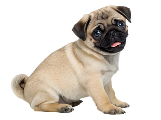 Obraz premium A light brown pug sitting isolated on a transparent background with its tongue sticking out slightly to the side