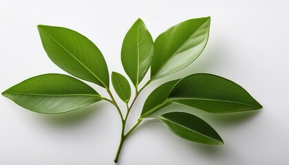 Fototapeta premium a close up shot showcases a single vibrant green sprig elegantly arranged against a clean white background the detail of the leaves and stem is sharp highlighting the plant s freshness