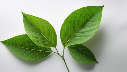 Fototapeta premium a close up shot showcases a single sprig of bright green foliage delicately arranged against a stark white background the leaves exhibit intricate detail and vibrant color
