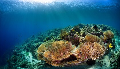 underwater view of a reef