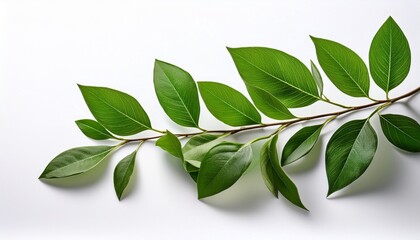 a close up shot showcases a vibrant green sprig with several leaves delicately arranged against a stark white background the image emphasizes the freshness and detail of the plant s foliage