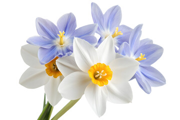 White and blue flowers bouquet, studio shot, isolated, spring, floral design