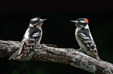 Downy Woodpecker Pair Isolated on Tree Branch