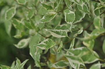 Decorative plant on the flower bed, soft focus , close up