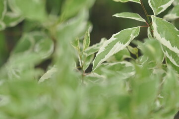 Decorative plant on the flower bed, soft focus , close up
