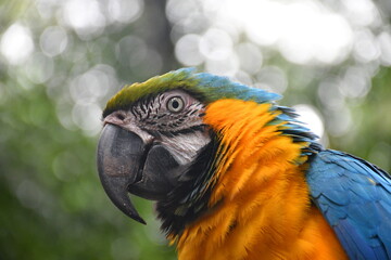  Arara-canindé (Ara ararauna)  © David