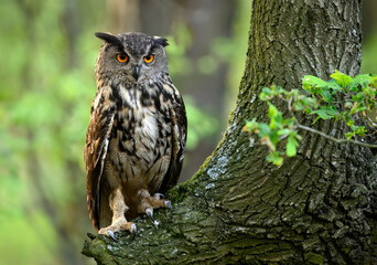 Eurasian eagle owl ( Bubo bubo ) close up