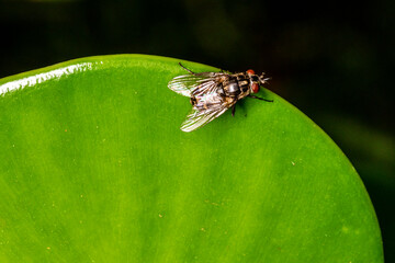 Housefly (Musca domestica) on green leaf